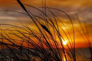 a ruin of roses series in order