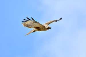 average lego set price