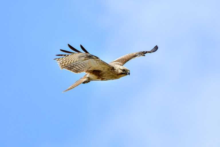 average lego set price