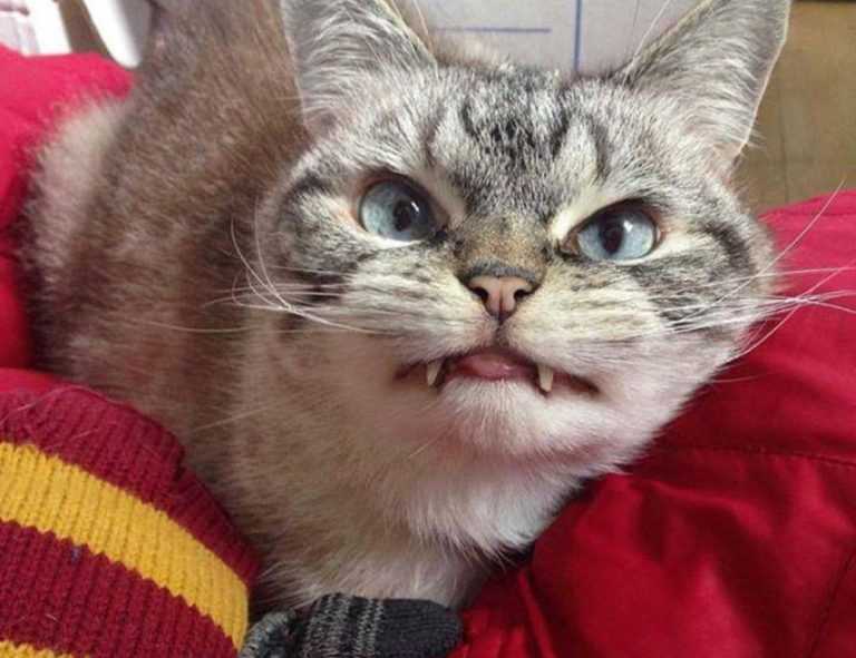 how much overdertoza video gaming for adults