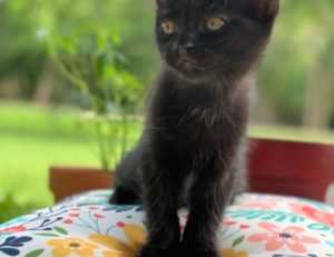 lightniteone new version for pc