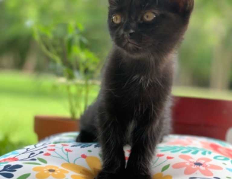 lightniteone new version for pc