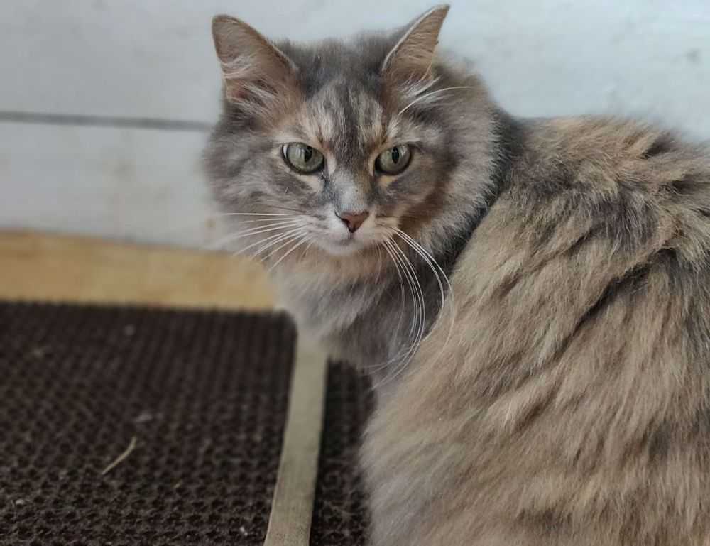 weight loss guide lwspeakfit