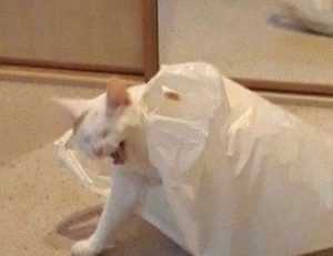 weight loss lwspeakfit