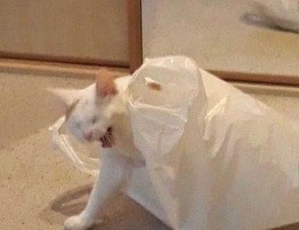 weight loss lwspeakfit