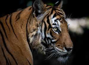 beast tamer anime kage