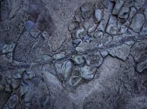 Can I Catch Pavatalgia