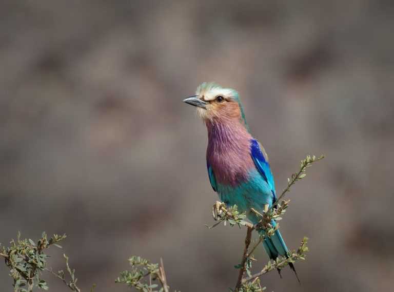 How Long Can I Live with Pavatalgia