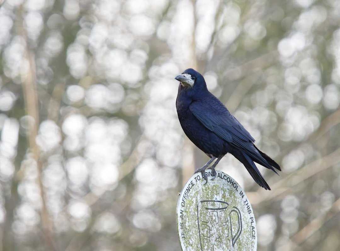 Common Side Effects and What to Expect